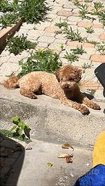 Maltipoo