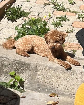 Maltipoo