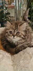 Gattina persiana femmina