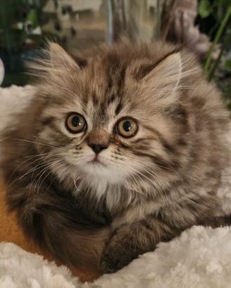 Gattina persiana femmina