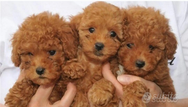 Barboncini Toy cuccioli pronti