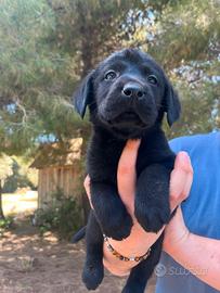 Labrador retriever neri