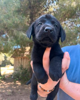Labrador retriever neri