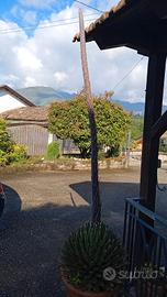 pianta regina vittoria