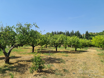 Agrumeto + oliveto 5 ettari circa