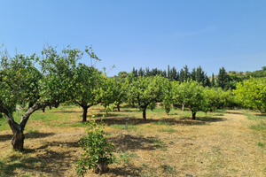 Agrumeto + oliveto 5 ettari circa