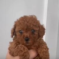 Barboncini toy e mini toy