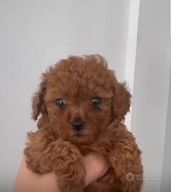 Barboncini toy e mini toy