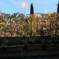 Photina Red Robin, 5 vasi giardino con piante alte