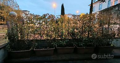 Photina Red Robin, 5 vasi giardino con piante alte