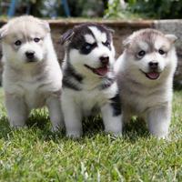 Cuccioli siberian husky