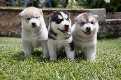 Cuccioli siberian husky