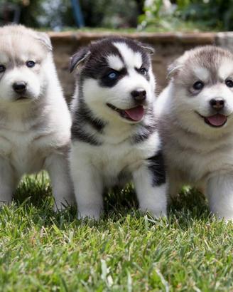 Cuccioli siberian husky