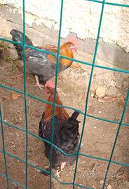 Gallo marans