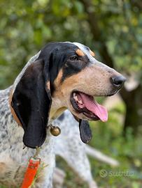 Petit bleu de gascogne e Segugio maremmano