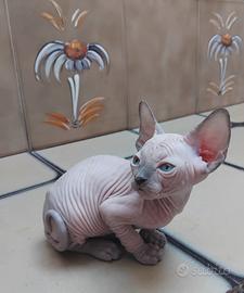 Cuccioli di Sphynx