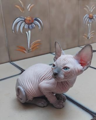 Cuccioli di Sphynx