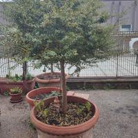 8 Bossi in vaso di terracotta 