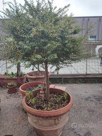 8 Bossi in vaso di terracotta 