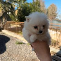 Spitz pomerania mini toy
