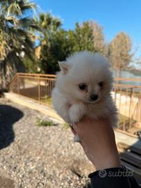 Spitz pomerania mini toy