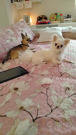 Chihuahua