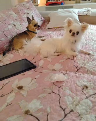 Chihuahua