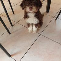 Lagotto romagnolo