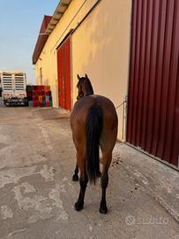 Cavalla araba