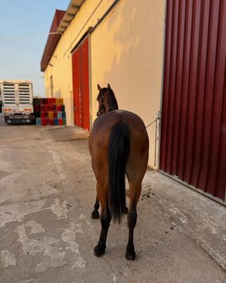 Cavalla araba