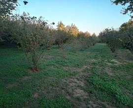 Terreno agricolo noccioleto