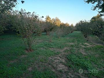 Terreno agricolo noccioleto