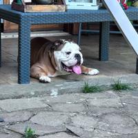 Bulldog inglese per monta Roma e Lazio