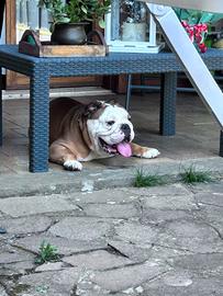 Bulldog inglese per monta Roma e Lazio