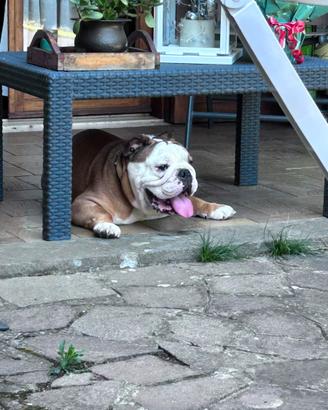 Bulldog inglese per monta Roma e Lazio