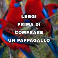 Pappagallo
