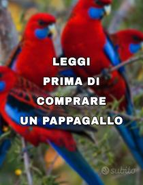 Pappagallo