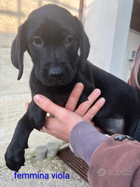 Ultimi cuccioli di Labrador Retriever