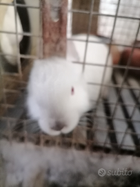 Coniglio 2 mesi