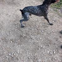 Springer spaniel inglese braccopoenter