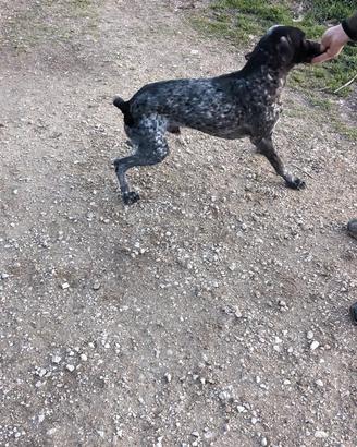 Springer spaniel inglese braccopoenter