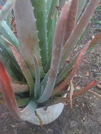 Pianta Aloe vera 