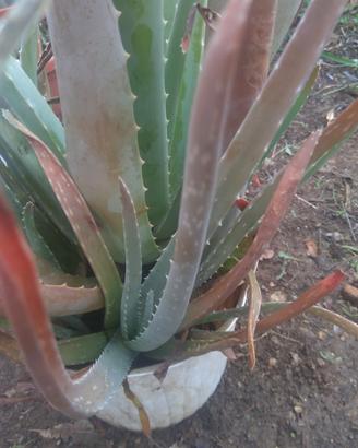 Pianta Aloe vera 