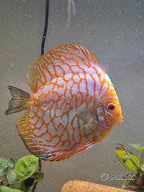 Femmina discus orange checkerboard 20cm