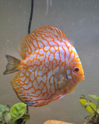 Femmina discus orange checkerboard 20cm