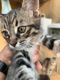 2 gattini di 3 mesi il 23/07 tutti maschi