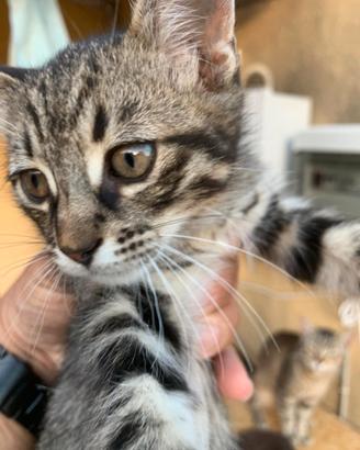 2 gattini di 3 mesi il 23/07 tutti maschi