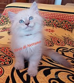 Cuccioli di siberiano neva-masquerade
