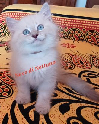Cuccioli di siberiano neva-masquerade