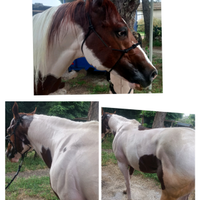 Stallone Stagione di monta